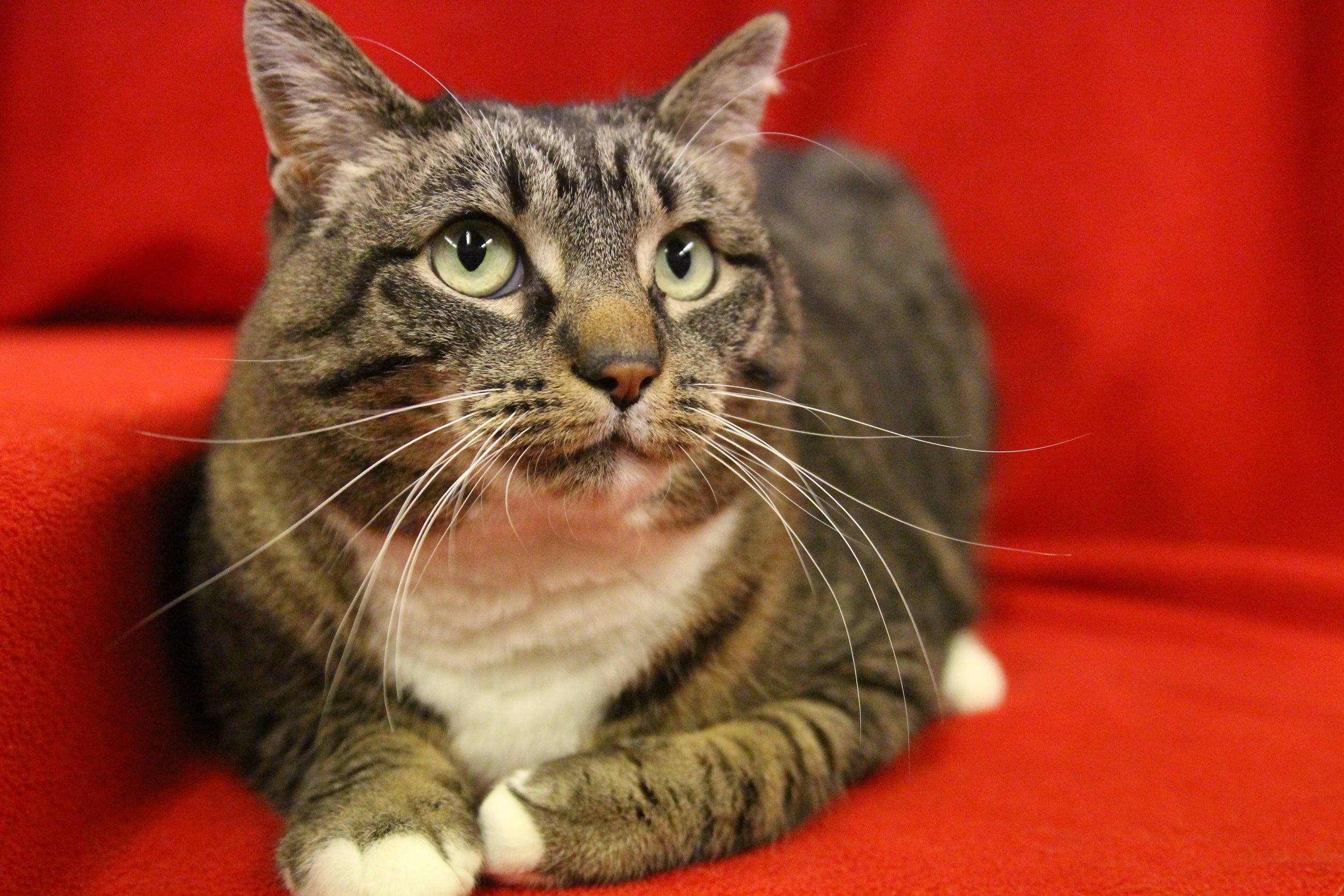 18-15 MAXINE- kelly 2